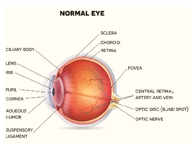 AskDoc (Diabetic Eye)normal300.jpg